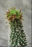 Echidnopsis sp Nov clone 2